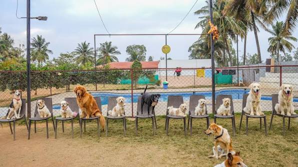 TherPUP - a Dog Cafe, Whitefield
