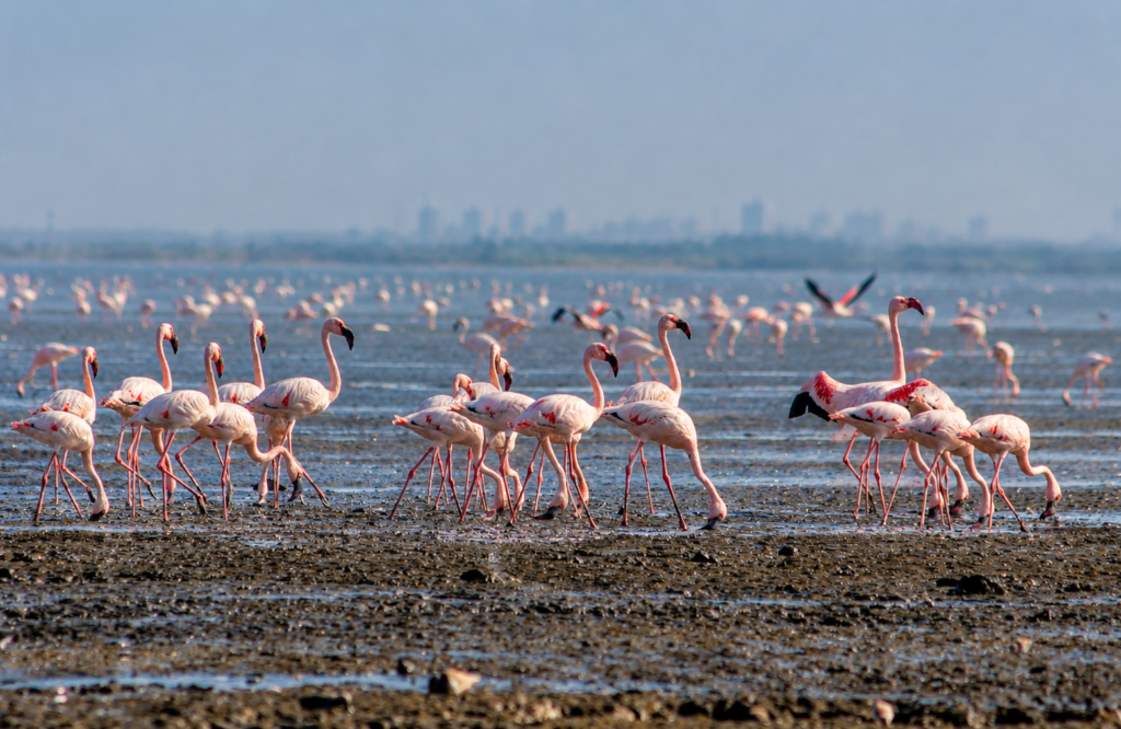 Sewri Mudflats in Mumbai with open coastal landscape